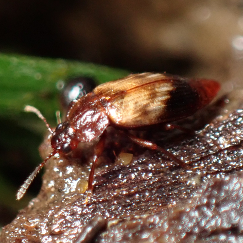 Deinopteroloma subcostatum photo 4