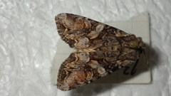 Lacanobia contigua