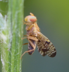 Xyphosia