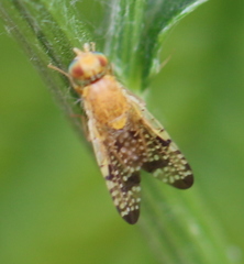 Xyphosia