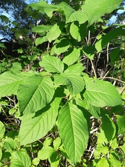 Magnoliopsida