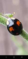Harmonia axyridis
