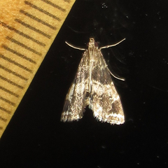 Usingeriessa brunnildalis