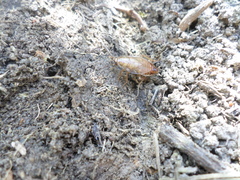 Latiblattella tarasca