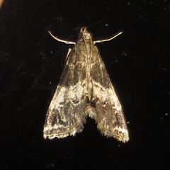 Usingeriessa brunnildalis