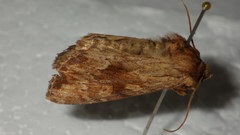 Apamea sublustris