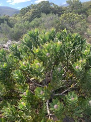 Leucospermum × hybridum