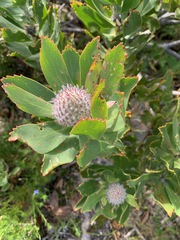 Leucospermum × hybridum