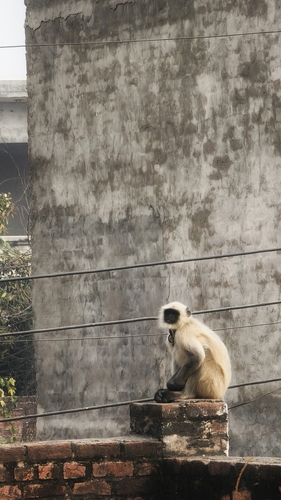 Bengal Sacred Langur