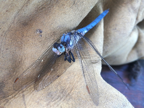 Primorski vilenjak (Orthetrum brunneum)