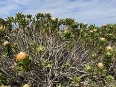 Leucospermum