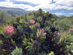 Protea × hybrida
