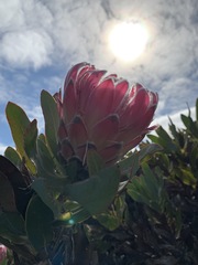 Protea × hybrida