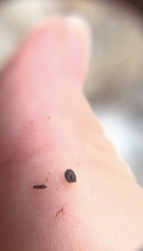Bear Lake Springsnail