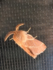 Malacosoma californica