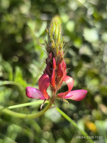Onobrychis argentea
