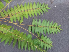 Ailanthus altissima