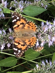 Vanessa cardui