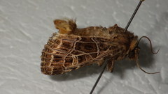 Sideridis reticulata