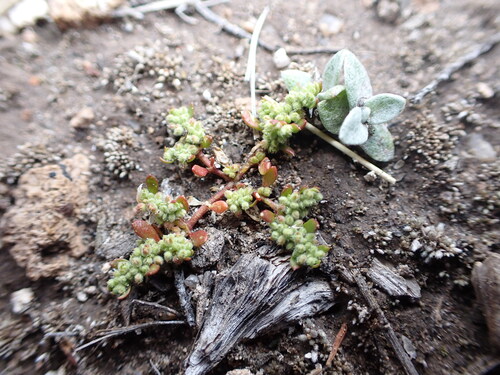 Herniaria austroamericana