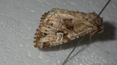 Pachetra sagittigera