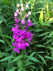 Platanthera peramoena