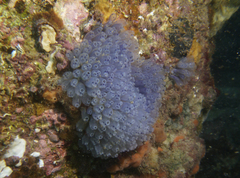 Clavelina moluccensis