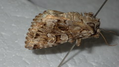 Pachetra sagittigera