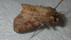 Polia bombycina