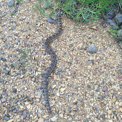 Crotalus aquilus