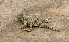 Phrynocephalus helioscopus