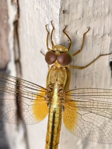 Scarlet Skimmer
