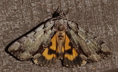 Catocala praeclara