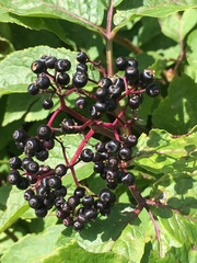Sambucus racemosa melanocarpa