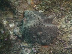 Psammocinia