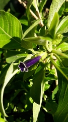 Iochroma warscewiczii