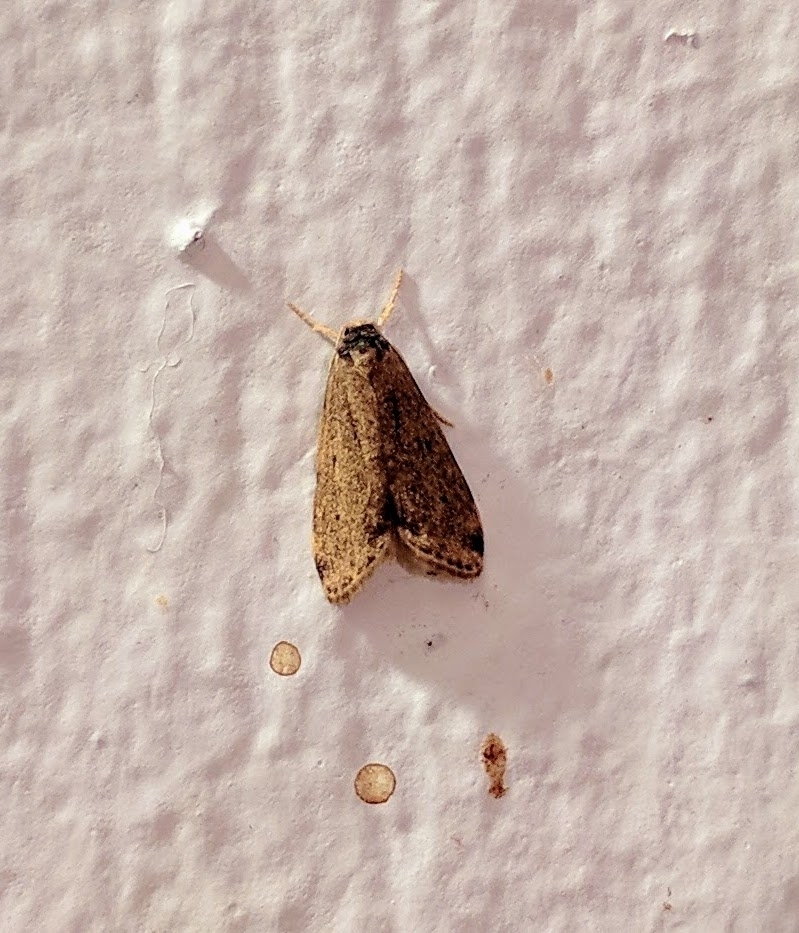 Meteugoa mirus