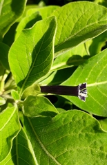 Iochroma warscewiczii