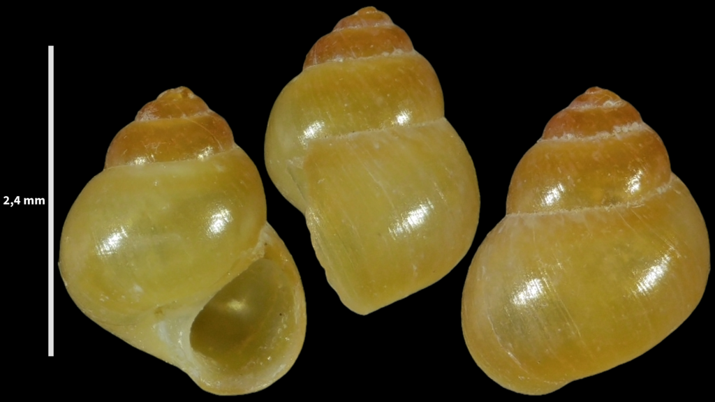Paludinella sicana
