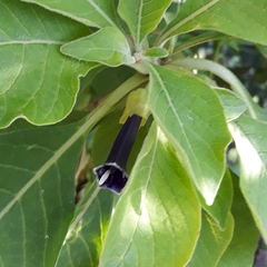 Iochroma warscewiczii