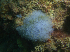 Clavelina moluccensis