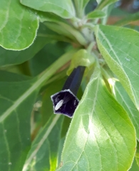 Iochroma warscewiczii