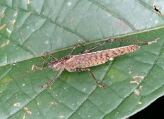 Teleutias surinamus