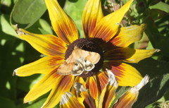 Heliothis phloxiphaga