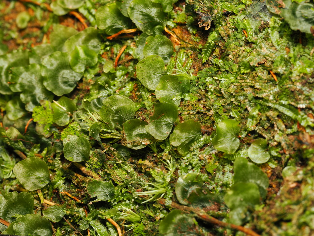 Didymoglossum bimarginatum (Didymoglossum bimarginatum)
