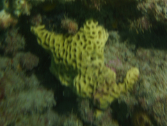 Holopsamma