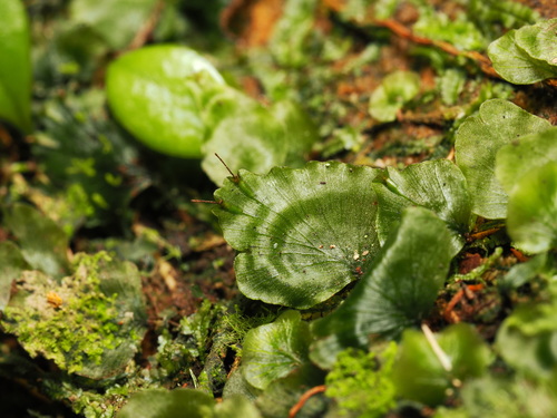 Didymoglossum bimarginatum iNat (1)