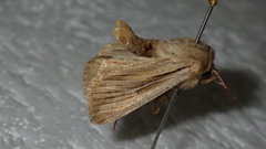 Leucania comma