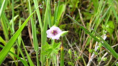Geranium bicknellii