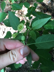 Calliphysalis carpenteri